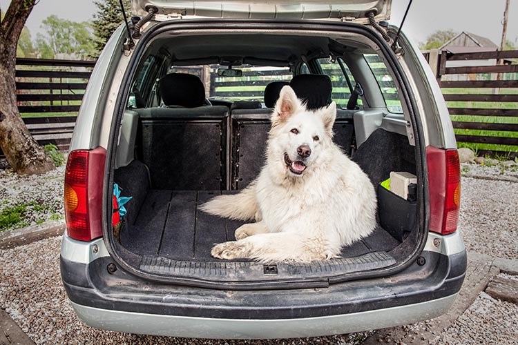 Togliere tutti i peli del cane dall'auto in modo professionale - Autronica